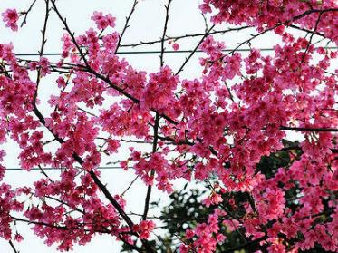 山櫻花