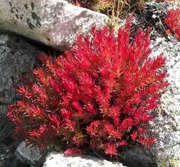 紅景天甙