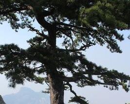華山松