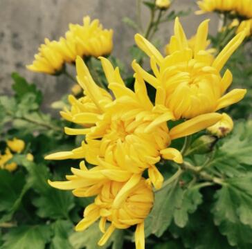 菊花