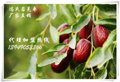 TǼtȫ(gu)ļ1̖(ho)ļ
