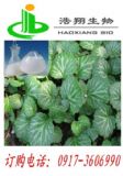 巖白菜素