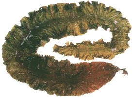 ȡsws