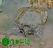 ͥB(ti)~ҰAMl(f)