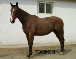 NRB(yng)ֳNRB(yng)ֳNRB(yng)ֳNRB(yng)ֳg(sh)
