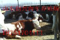 Ї(gu)ţЈ(chng),B(yng)ţ,B(yng)ţ(rn),B(yng)ţ(chng)O(sh)(D)