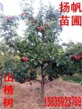 (yng)5ɽ高䣬8ɽ高10-15ɽ高
