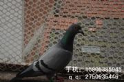 fϻB(yng)ֳƽW(wng)_W(wng)