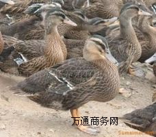 ҰB(yng)ֳҰחll(f)