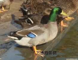 L(zhng)ҰB(yng)ֳ(chng)ҰwԼҰחll(f)