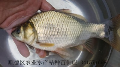 a~硢a~