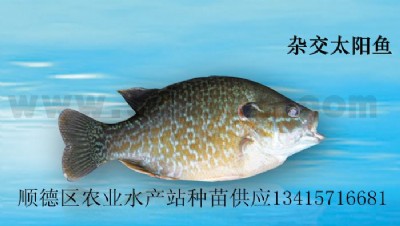 s̫(yng)~߅̫(yng)~硢̫(yng)~