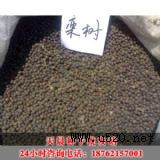 쳿Nl(f)վ(yng)(yu)|(zh)N(D)