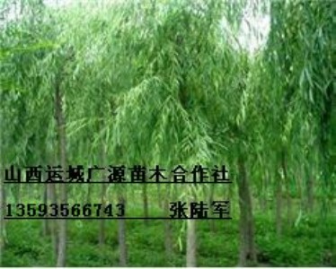 78ִzĺ