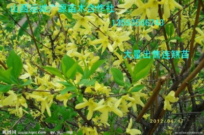 BNˎBN
