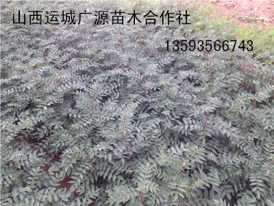 硢1