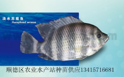 Kü