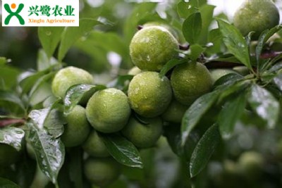 綨ֲrںͷ