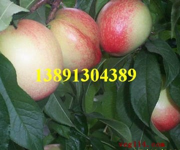 ҃rl(f)5̖Үa(chn)ػ
