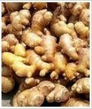 ȡGinger P.E.(D)