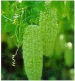 ȡBitter Melon(D)