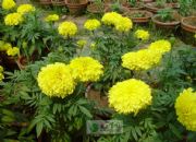 f۾ȡMarigold P.E(D)