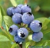ԽȡBilberry P.E.(D)
