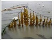 ȡKelp P.E.(D)