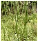 GȡHorsetail P.E(D)