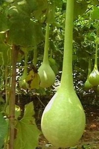^pJN   LJԲʺJ
