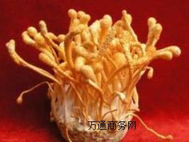 (yng)(yu)|(zh)xxa(chn)Sx؃r(ji)