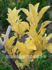 Qڲ~SA(y),~S,tN