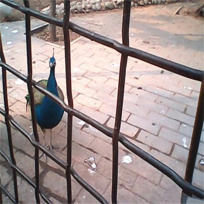 2ֿĥ䓽zW(wng)ƬFVӺYW(wng)ƬI(y)ۉW(wng)