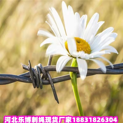 \KS ꖇFz ݇̾W(wng)IW(wng)