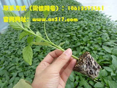 ɽl(f)ُ  ŷN20罛(jng)  ȫ