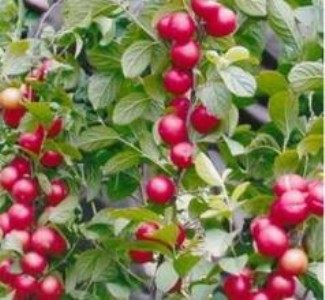 鈣果苗山西鈣果苗價(jià)格鈣果苗產(chǎn)地