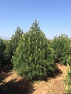 4װƤɃr(ji)4װƤɹ̘(sh)4װƤɾƷ(sh)4װƤ
