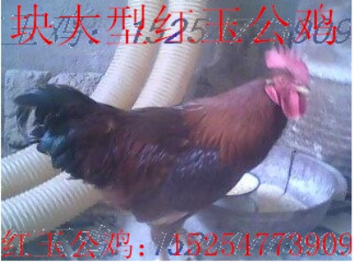 ݼtu(chng)tur(ji)