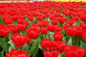 (yng)orõ廨rO(sh)S޹