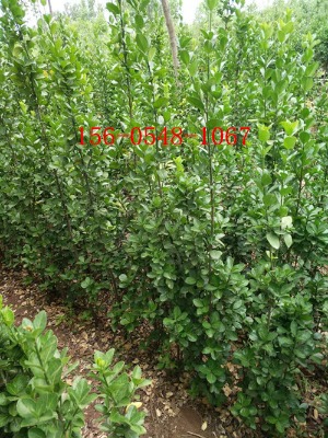 Sal(f)1.2-S1.5