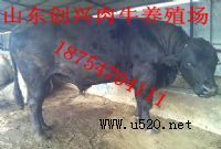 ٽţكr(ji)(FţB(yng)ֳ(chng))ţB(yng)ֳ(chng)O(sh),B(yng)ţ(rn)