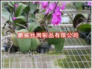 (yng)紲W(wng)紲W(wng)Ƭ\紲W(wng)紲\W(wng)S(D)