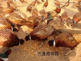 Ʒ߲ɽuҰul(f)