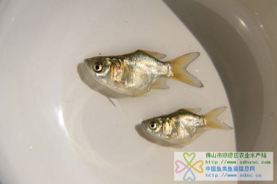 sǻ~sǴ^