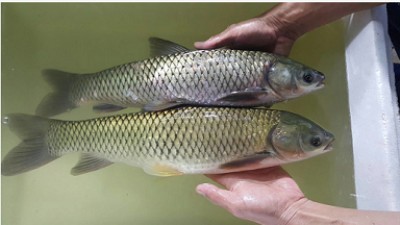 供應(yīng)翡翠草魚