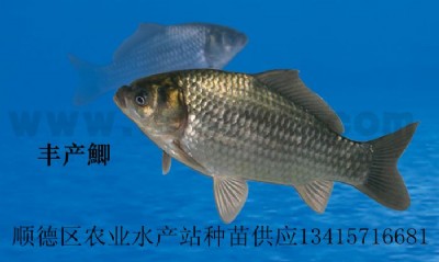 Sa(chn)a 