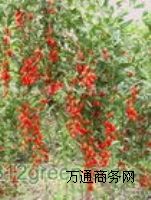 x轷N