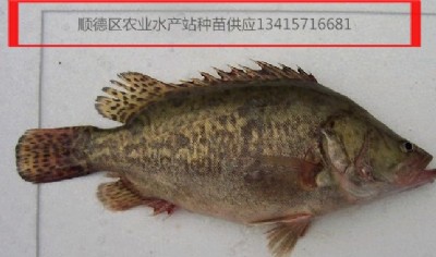 ~磬Z~~~~