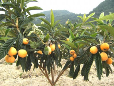 ຣa(chn)ຣ繩ຣ