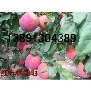 tӮa(chn)؃r